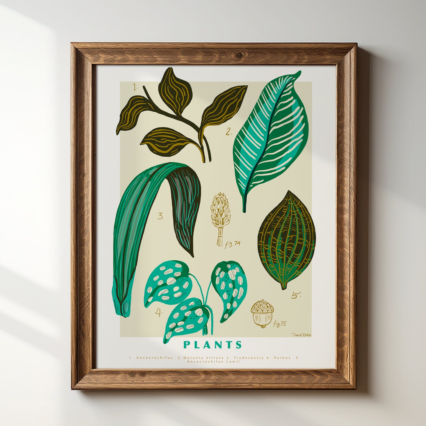 Scientific Poster: Plants - Art Print